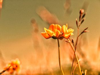 Close-up of flower blooming in field