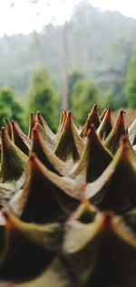 Close-up of succulent plant