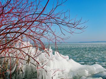 Bare tree against sea during winter