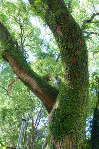 Low angle view of trees