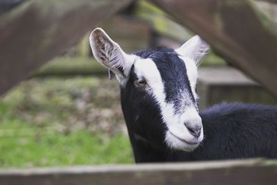 Close-up portrait of horse
