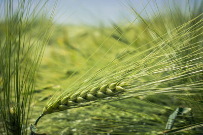 Close-up of ear of wheat in field