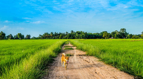 Dog walking on footpath by grassy field
