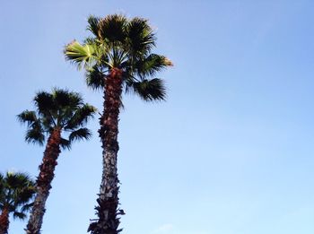 Low angle view of palm trees against clear blue sky