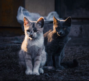 Portrait of cats sitting