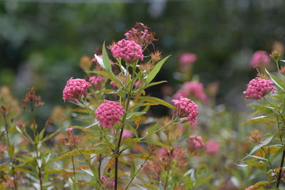 Close-up of pink flowering plants