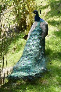 View of peacock on grass