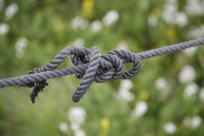 Close-up of tied rope