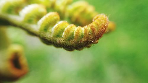 Close-up of fresh green plant