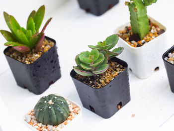 Close-up of succulent plant on table