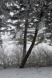 Bare trees in forest