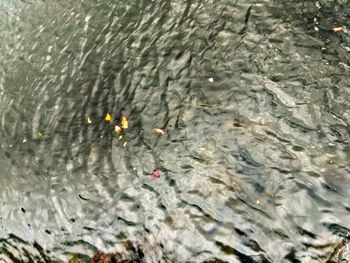 High angle view of turtle in water