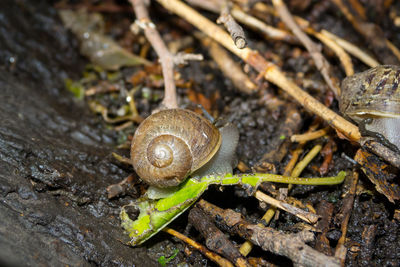 Close-up of snail on rock