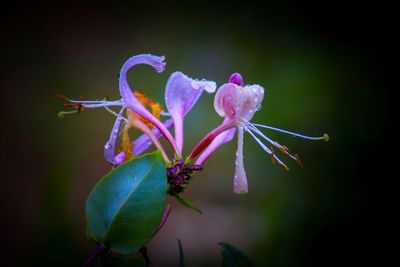 Close-up of purple flowering plant