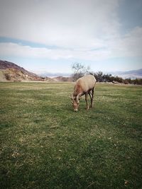 Big horn sheep. lake  mead