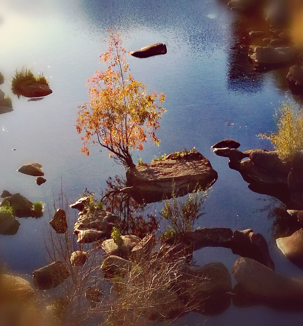 REFLECTION OF TREES IN PUDDLE