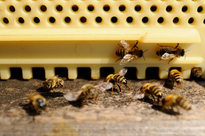 Wooden beehive, bees flying and crawling around at the entrance