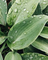 Close-up of raindrops on leaves