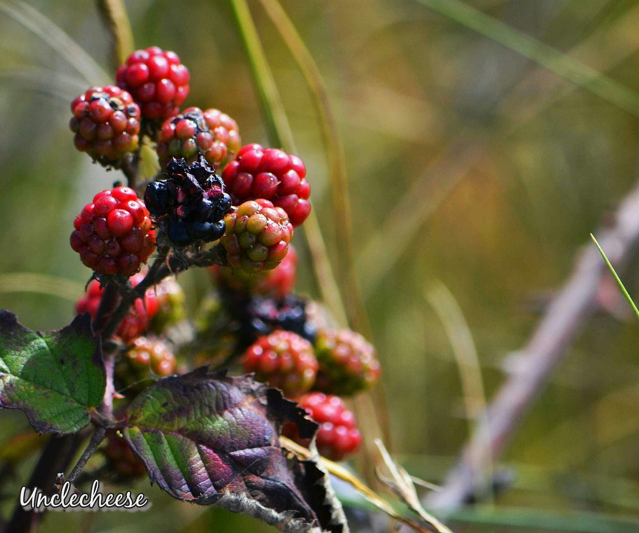 CLOSE-UP OF RED BERRIES ON TREE