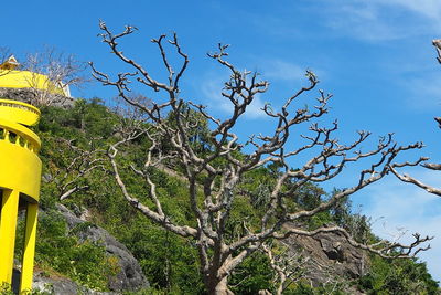 Low angle view of bare tree against sky