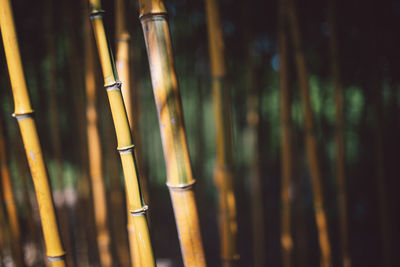 Close-up of bamboo plants