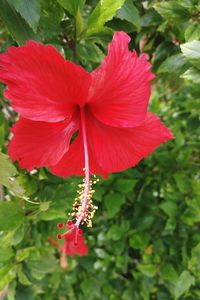 Close-up of red hibiscus blooming outdoors