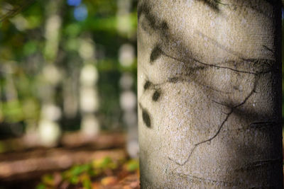 Close-up of man with tree against blurred background