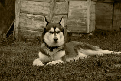 Close-up of dog lying down on grass