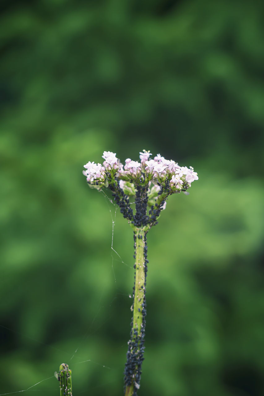 CLOSE-UP OF FLOWERING PLANT ON LAND