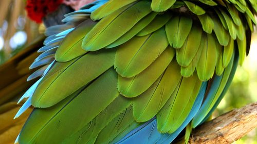Close-up of parrot on leaf