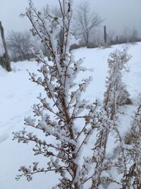 Close-up of tree against sky during winter