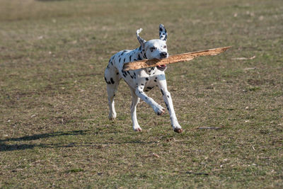 Dog running on grassy field