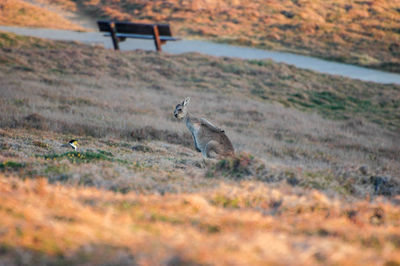 A plover and a kangaroo on field
