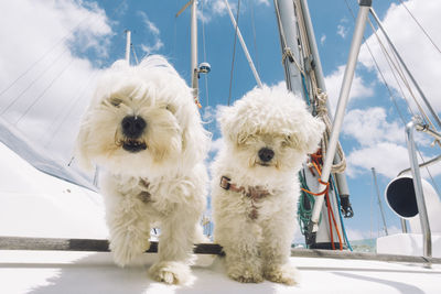 From below of white fluffy bichon frise dogs looking at camera while standing on board of yacht on sunny day on lanzarote