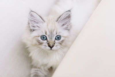 Portrait of cat by white background