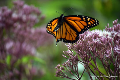 Close-up of butterfly on purple flower