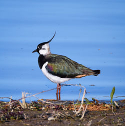 Close-up of bird perching on a field