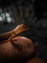 Close-up of lizard on rock