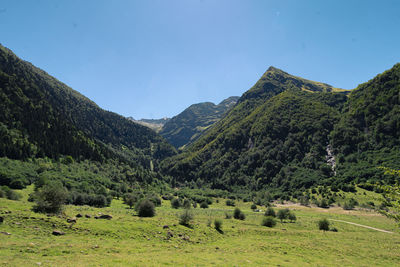 Scenic view of trees on field against sky