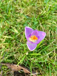 Close-up of crocus blooming on field