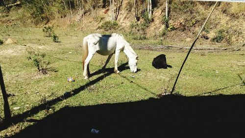 Horse standing on field