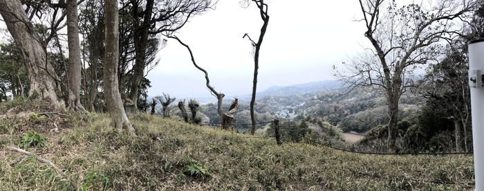 Scenic view of trees growing on field against sky