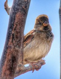 Close-up of bird perching on tree against sky