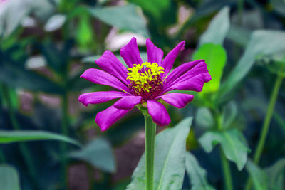 Close-up of pink flower