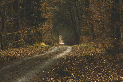 Road in forest during autumn