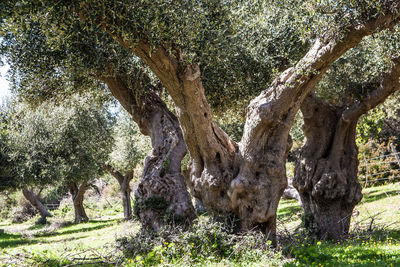 Trees in a park