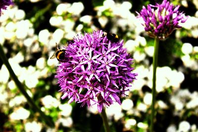 Close-up of bee on purple flower