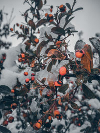 Close-up of berries growing on tree