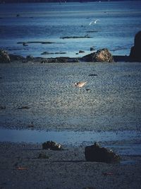 Seagull perching on a beach