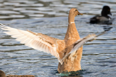 Duck flapping wings 
